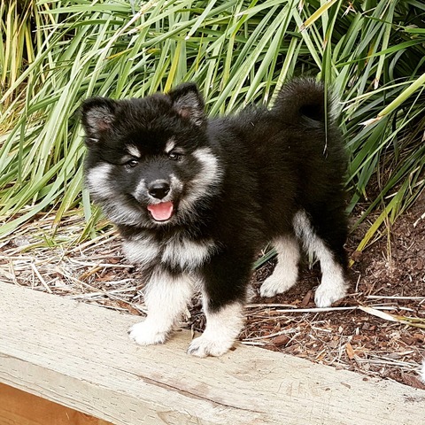 Finnish Lapphunds