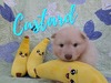 Custard